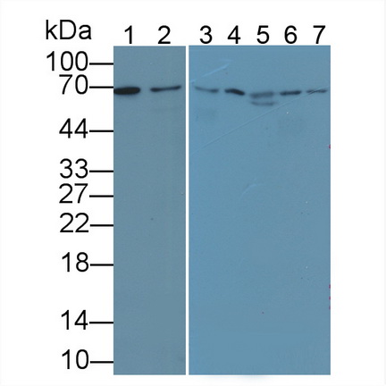 Polyclonal Antibody to Lamin B1 (LMNB1)