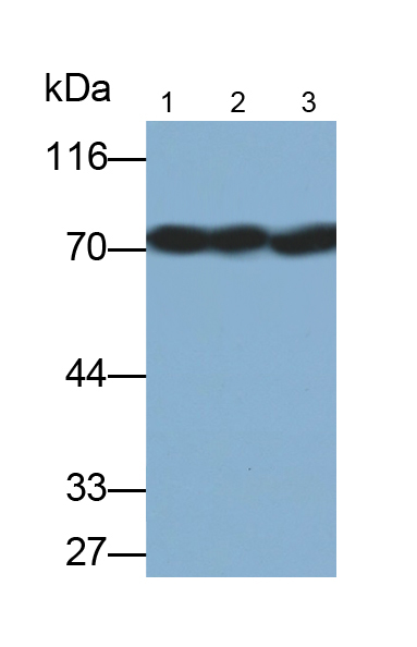 Polyclonal Antibody to Lamin B1 (LMNB1)