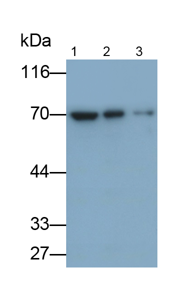 Polyclonal Antibody to Lamin B1 (LMNB1)