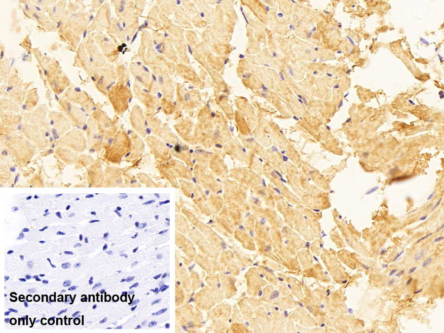 Polyclonal Antibody to Mitofusin 2 (MFN2)