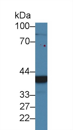 Polyclonal Antibody to Chordin Like Protein 1 (CHRDL1)