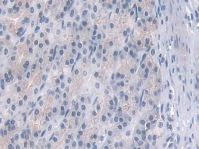 Polyclonal Antibody to Phosphodiesterase 4B, cAMP Specific (PDE4B)