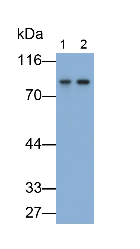 Polyclonal Antibody to Phosphodiesterase 4B, cAMP Specific (PDE4B)