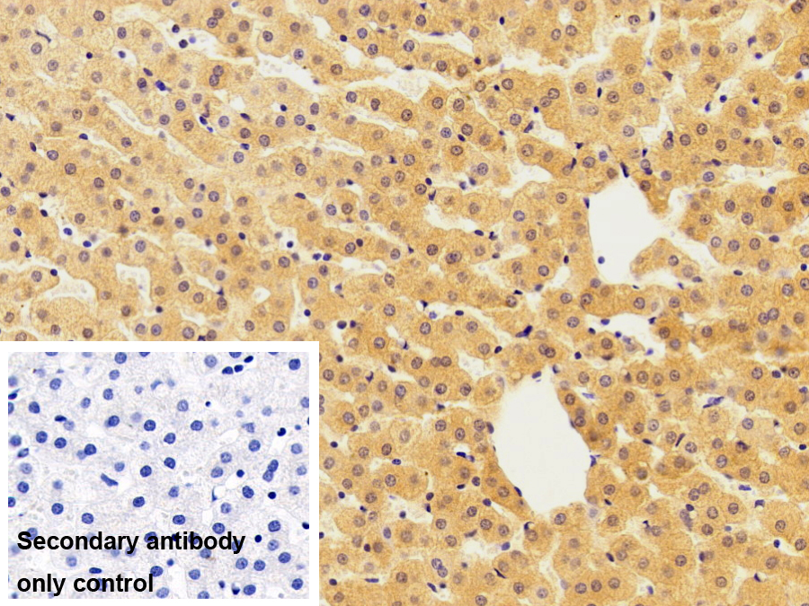 Polyclonal Antibody to Phosphodiesterase 4D, cAMP Specific (PDE4D)