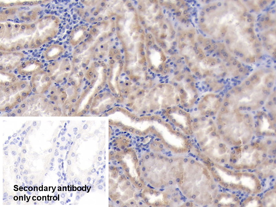 Polyclonal Antibody to Peroxiredoxin 3 (PRDX3)