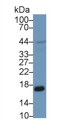 Polyclonal Antibody to Peroxiredoxin 5 (PRDX5)