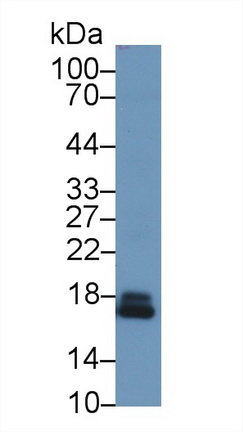 Polyclonal Antibody to Peroxiredoxin 5 (PRDX5)