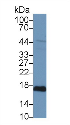 Polyclonal Antibody to Peroxiredoxin 5 (PRDX5)