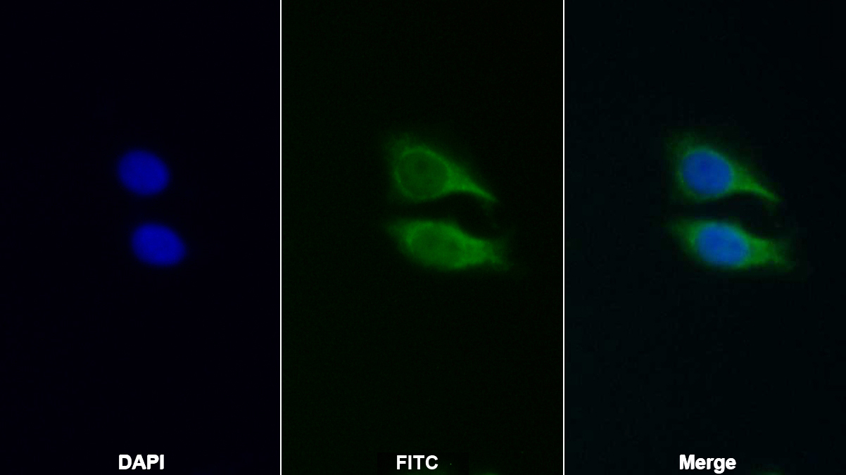 Polyclonal Antibody to Peroxiredoxin 5 (PRDX5)