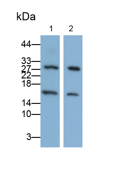 Polyclonal Antibody to Peroxiredoxin 5 (PRDX5)