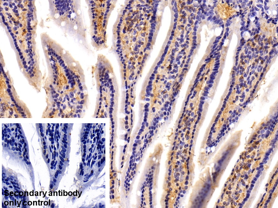 Polyclonal Antibody to Peroxiredoxin 5 (PRDX5)