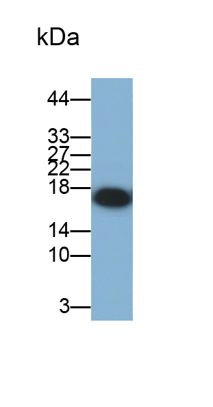 Polyclonal Antibody to Peroxiredoxin 5 (PRDX5)
