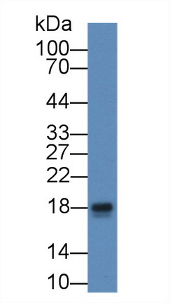 Polyclonal Antibody to Peroxiredoxin 5 (PRDX5)