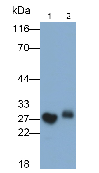 Polyclonal Antibody to Peroxiredoxin 6 (PRDX6)