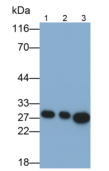 Polyclonal Antibody to Peroxiredoxin 6 (PRDX6)