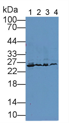 Polyclonal Antibody to Peroxiredoxin 6 (PRDX6)