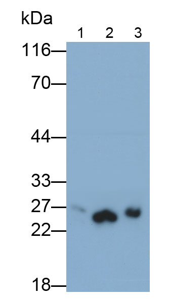 Polyclonal Antibody to Peroxiredoxin 6 (PRDX6)