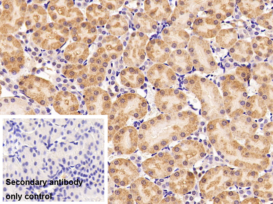 Polyclonal Antibody to Peroxiredoxin 6 (PRDX6)