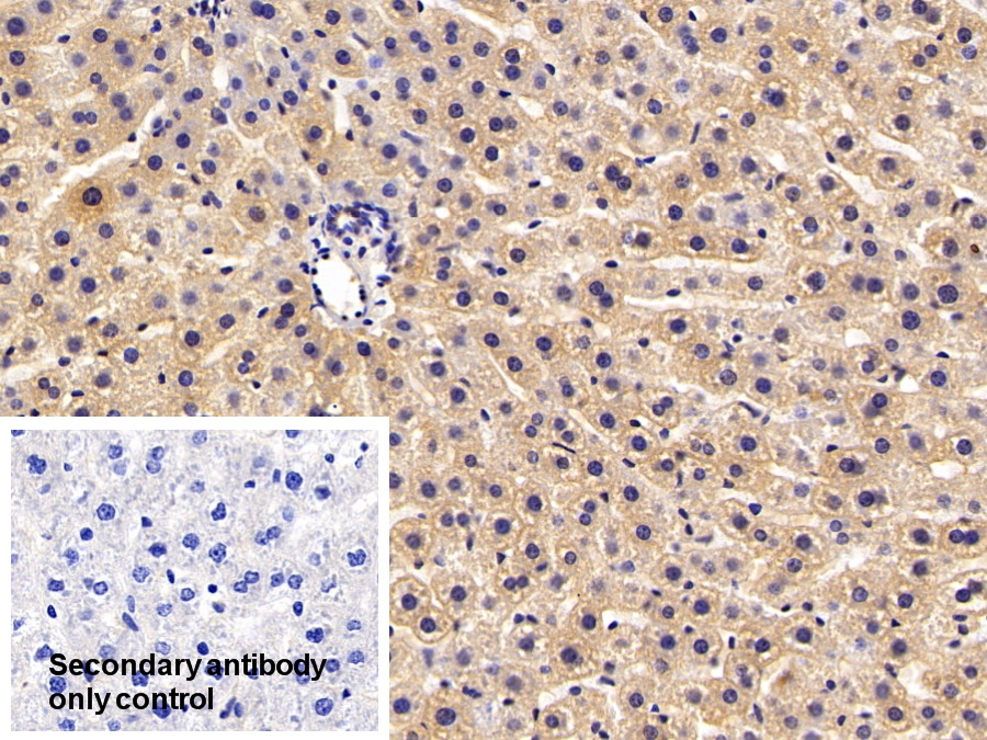 Polyclonal Antibody to Peroxiredoxin 2 (PRDX2)