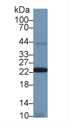 Polyclonal Antibody to Peroxiredoxin 2 (PRDX2)