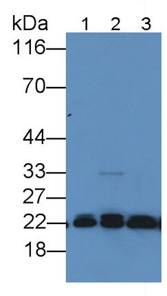 Polyclonal Antibody to Peroxiredoxin 2 (PRDX2)