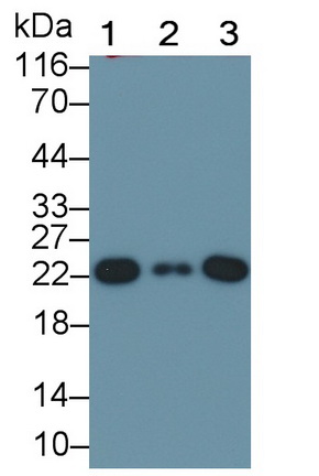 Polyclonal Antibody to Peroxiredoxin 2 (PRDX2)