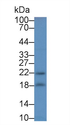 Polyclonal Antibody to Peroxiredoxin 2 (PRDX2)