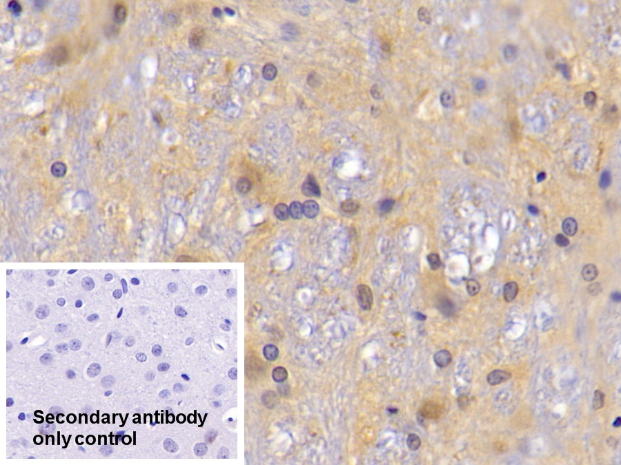 Polyclonal Antibody to Peroxiredoxin 2 (PRDX2)