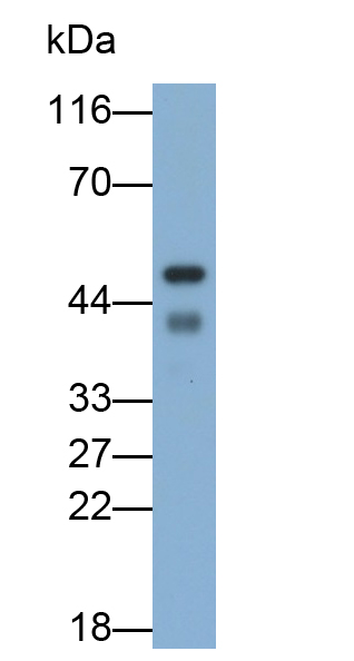 Polyclonal Antibody to Secretogranin III (SCG3)