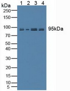 Polyclonal Antibody to Nesprin 2 (Nesp2)