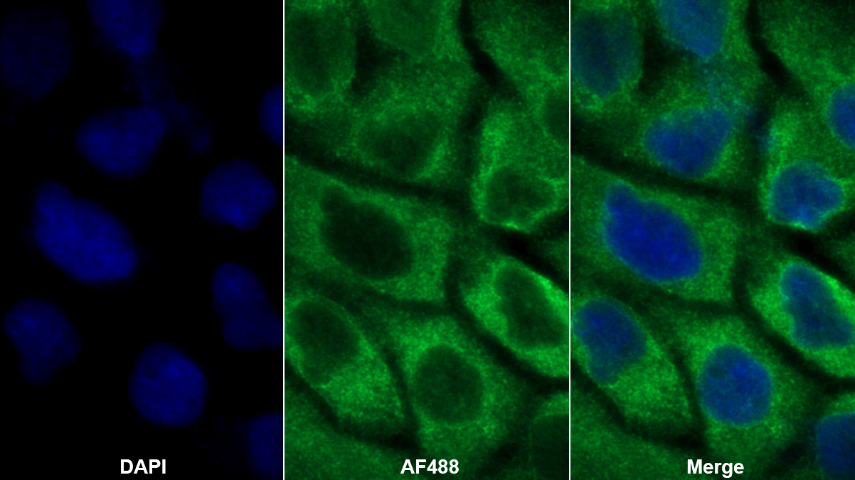 Polyclonal Antibody to Nesprin 2 (Nesp2)