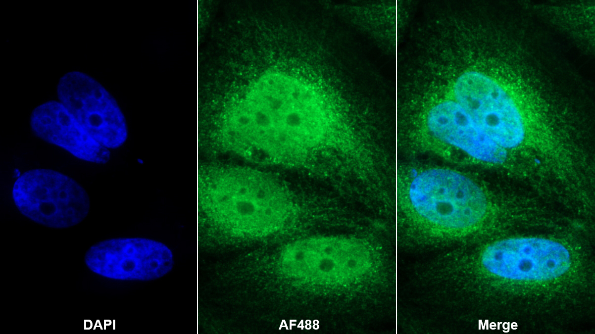 Polyclonal Antibody to Nesprin 1 (Nesp1)