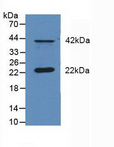 Polyclonal Antibody to Dual Specificity Phosphatase 6 (DUSP6)