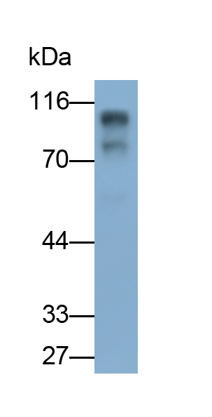 Polyclonal Antibody to Discs, Large Homolog 4 (DLG4)