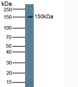 Polyclonal Antibody to Proteoglycan 4 (PRG4)