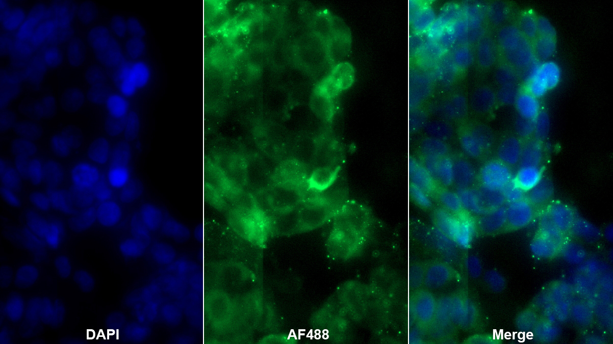 Polyclonal Antibody to Proteoglycan 4 (PRG4)
