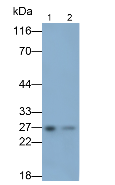 Polyclonal Antibody to Proteasome Subunit Beta Type 4 (PSMb4)