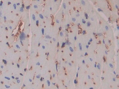 Polyclonal Antibody to Pregnancy Zone Protein (PZP)