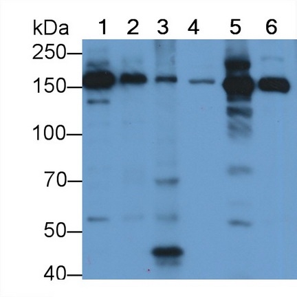 Polyclonal Antibody to Pregnancy Zone Protein (PZP)