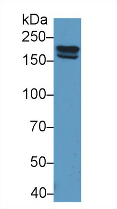 Polyclonal Antibody to Pregnancy Zone Protein (PZP)