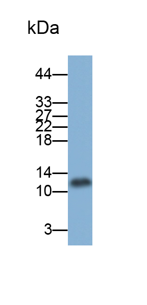 Polyclonal Antibody to ATPase Inhibitory Factor 1 (ATPIF1)