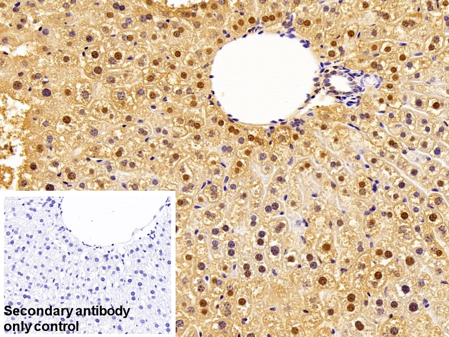 Polyclonal Antibody to Adenosylhomocysteinase (AHCY)