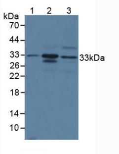 Polyclonal Antibody to Chymase 1, Mast Cell (CMA1)