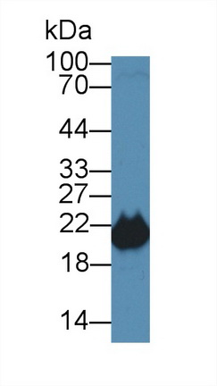 Polyclonal Antibody to Phosphatidylethanolamine Binding Protein 1 (PEBP1)