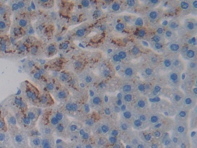 Polyclonal Antibody to Phosphoprotein Associated With Glycosphingolipid Microdomains 1 (PAG1)
