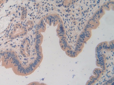 Polyclonal Antibody to Torsin 1A (TOR1A)