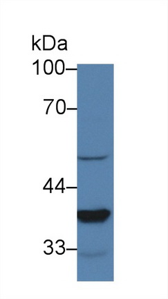 Polyclonal Antibody to Lens Epithelium Derived Growth Factor (LEDGF)