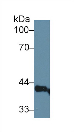 Polyclonal Antibody to Lens Epithelium Derived Growth Factor (LEDGF)