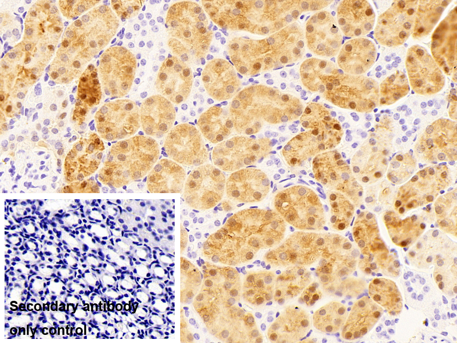Polyclonal Antibody to Myo Inositol Oxygenase (MIOX)