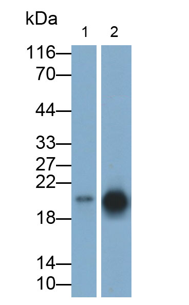 Polyclonal Antibody to Cold Inducible RNA Binding Protein (CIRBP)